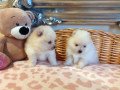 two-awesome-pomeranian-puppies-small-1