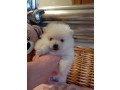 two-awesome-pomeranian-puppies-small-0