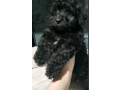 pure-breed-toy-poodle-female-pups-small-1