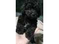 pure-breed-toy-poodle-female-pups-small-0