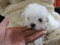 adorable-outstanding-maltese-puppies-small-1