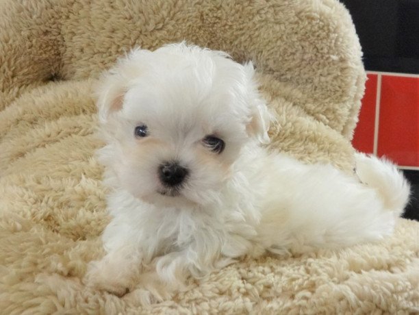 adorable-outstanding-maltese-puppies-big-0