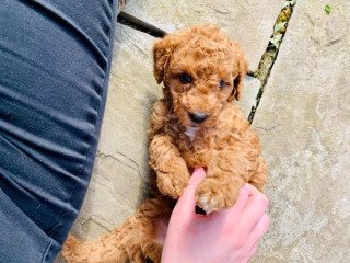 F1B Standard Goldendoodle Puppies Available