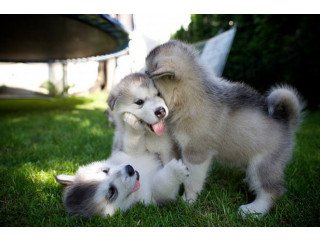 Kennel Club Registerd Alaskan Malamutes puppies