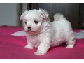 adorable-outstanding-maltese-puppies-small-0