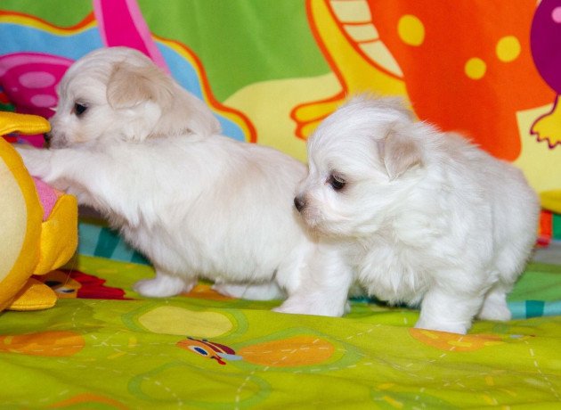 super-adorable-maltese-puppies-big-0