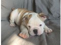 gorgeous-english-bulldog-puppies-available-small-0
