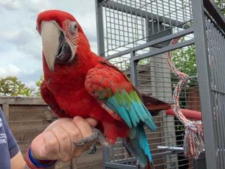 Smart and adorable parrots