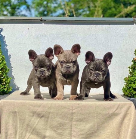 french-bulldog-puppies-big-0