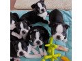 boston-terrier-pup-small-0