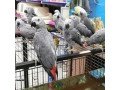highly-socialized-congo-parrots-small-0