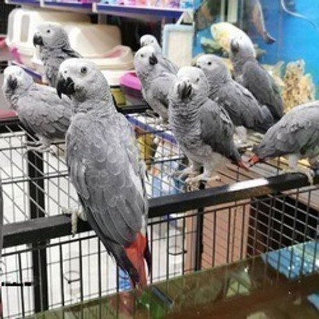 highly-socialized-congo-parrots-big-0