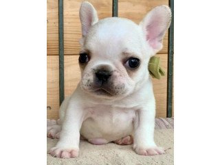 Litter of French Bulldog puppies