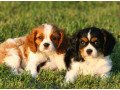 nice-king-cavalier-puppies-small-0
