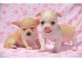 lovely-chihuahua-puppies-small-0