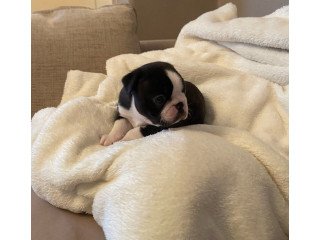 Trained boston terrier puppies