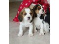 reg-akc-beagle-puppies-two-small-0
