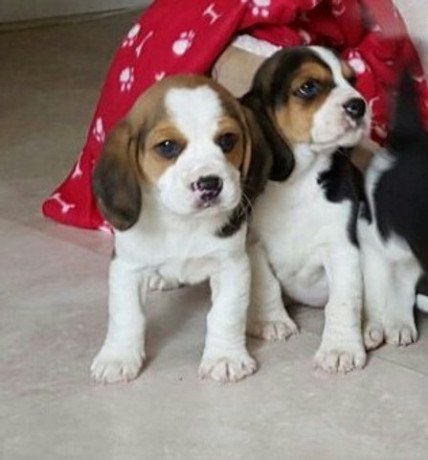 reg-akc-beagle-puppies-two-big-0