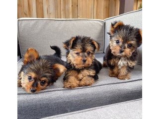 YORKIE puppies