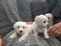bichon-frieze-puppies-small-0