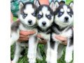 husky-puppies-ready-small-0
