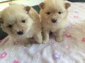 lulu-pomeranian-toy-puppies-small-0