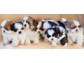 shih-tzu-puppies-vaccinated-small-0