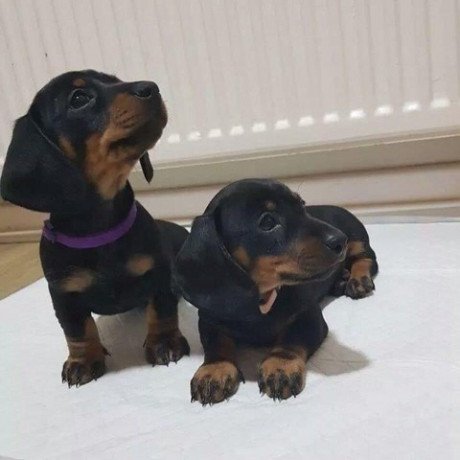 dachshund-puppies-big-0