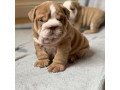 english-bulldogs-puppies-small-0