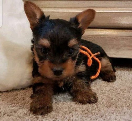 yorkie-puppies-available-big-0