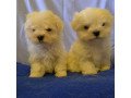 maltese-female-and-male-puppies-small-0
