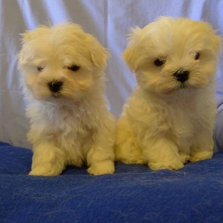 maltese-female-and-male-puppies-big-0