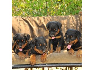 Rottweiler Excellent males