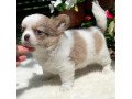 welcome-to-chihuahua-puppies-small-0
