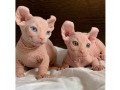 healthy-3-boys-and-2-girls-sphynx-kittens-small-0