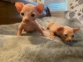 healthy-3-boys-and-2-girls-sphynx-kittens-small-1