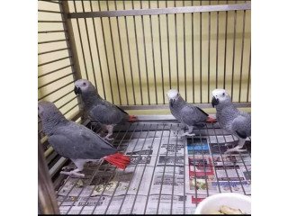 Male and Female African Gray