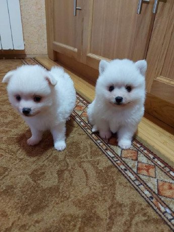 highly-rated-german-spitz-puppies-big-1