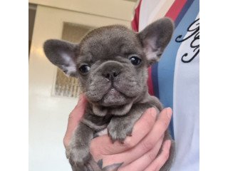 Beautiful French Bulldog Puppies available.