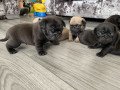 male-and-female-pug-puppies-small-0