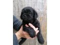 male-and-female-pug-puppies-small-2