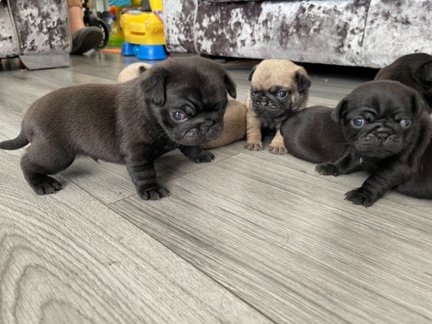 male-and-female-pug-puppies-big-0