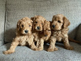 Healthy Cavapoo puppies Available.