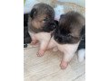 akita-puppies-small-0
