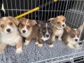 beautiful-welsh-corgi-pups-small-0