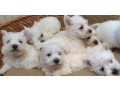 west-highland-terrier-puppies-small-0