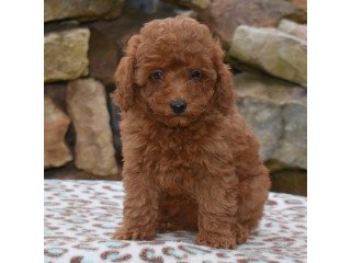 Poodle mini toy male and female breed for sale to buy cheap