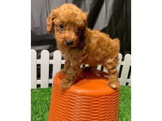 Male and female micro toy poodle for sale to buy cheap