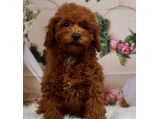Male baby brown poodle for sale to buy cheap
