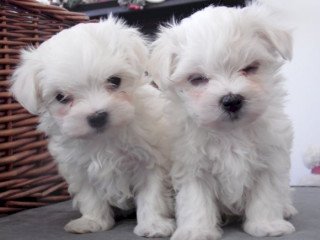 Maltese poodle mini toy in adoption white color at a good price